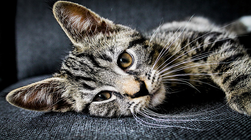 2.8-cat