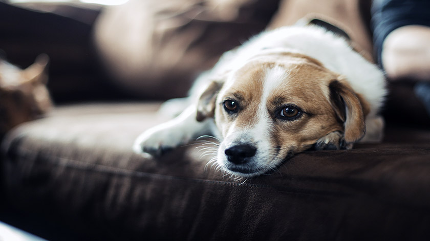 2.8-dog