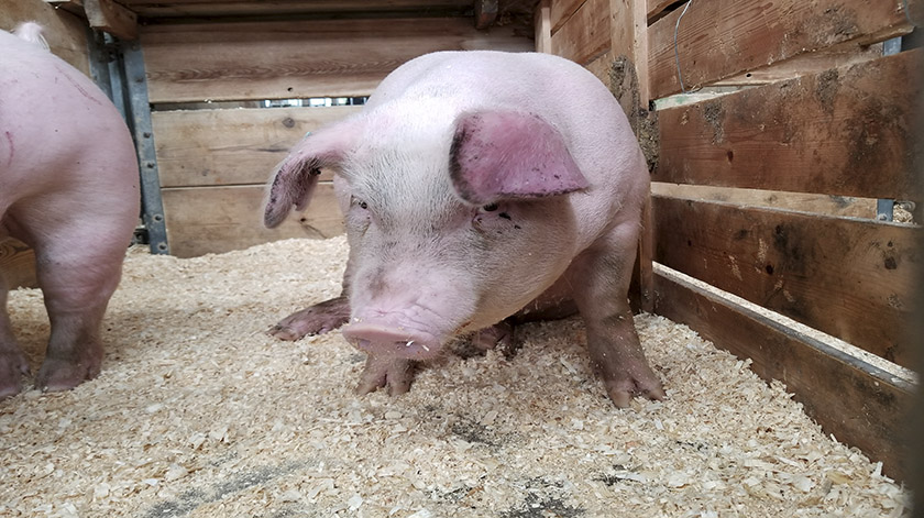 2.8-pig