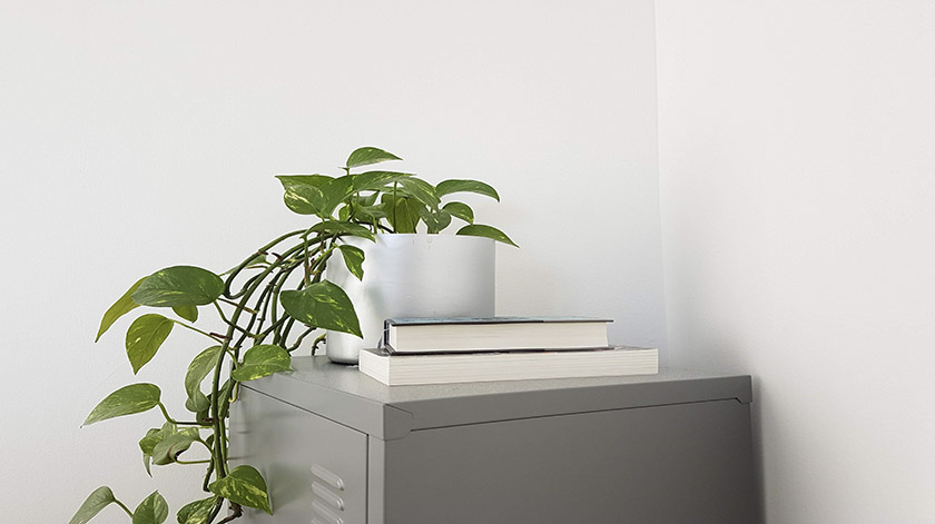 2.8-plant