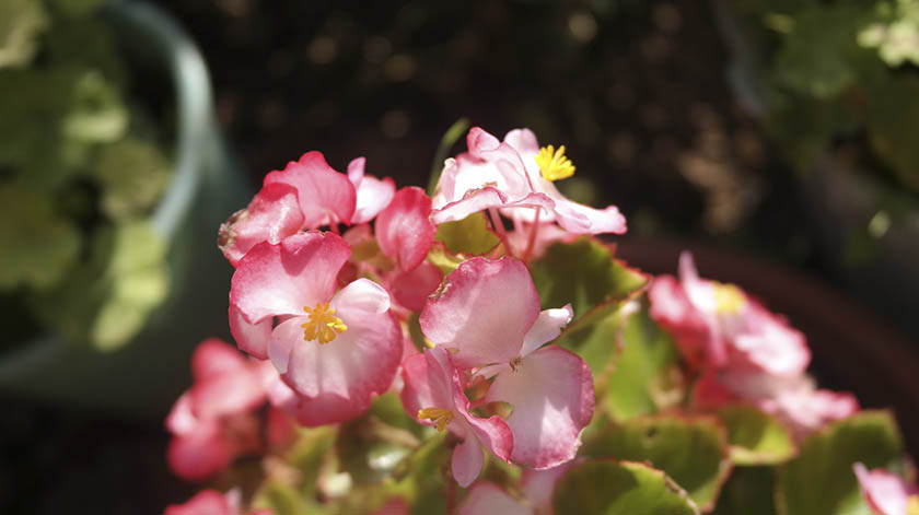 2.8-Begonias