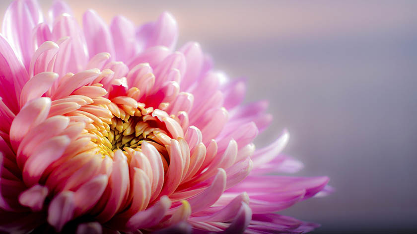 2.8-Chrysanthemum