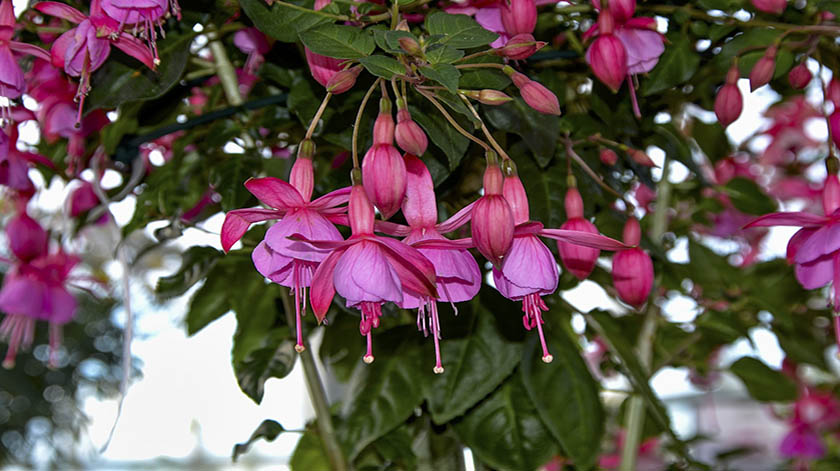 2.8-Fuchsia