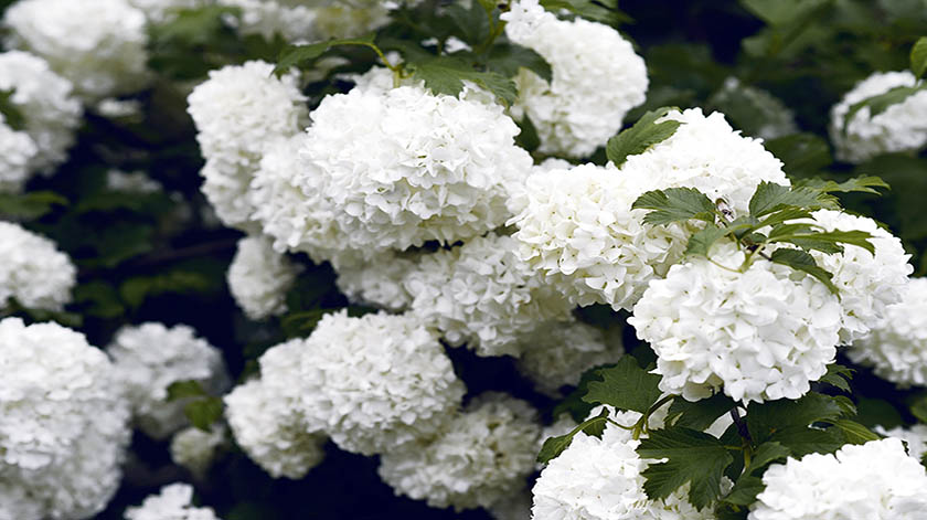 2.8-Hydrangea