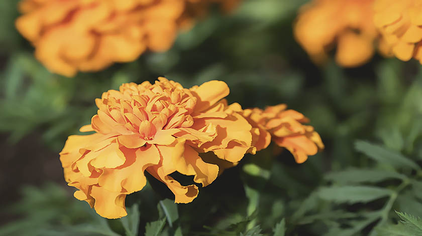 2.8-Marigold