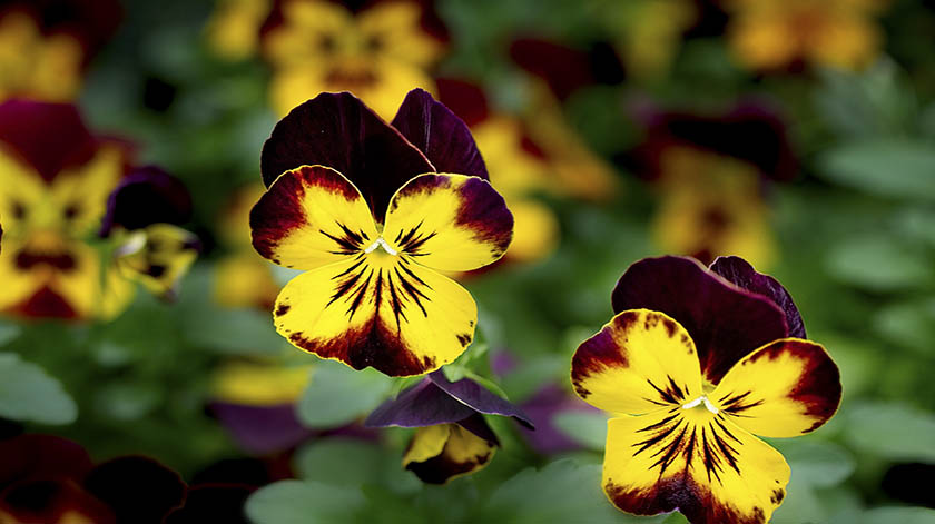 2.8-Pansy