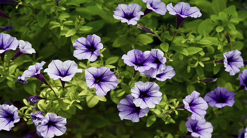 2.8-Petunia