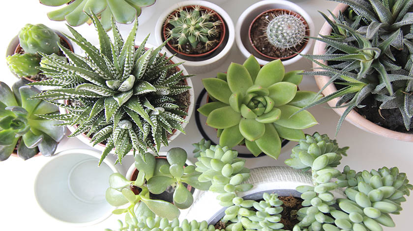 2.8-Succulents