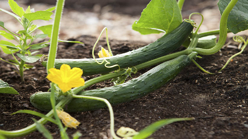 2.8-Vegetables