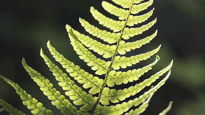 2.8-ferns