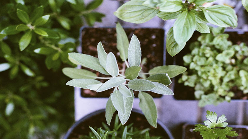 2.8-herb