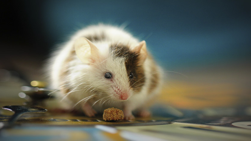 2.8-mice