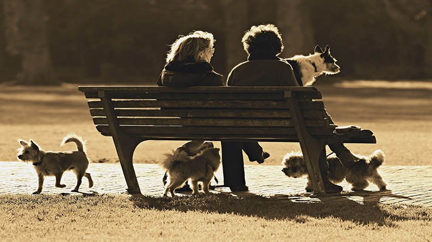2.8-dog-park