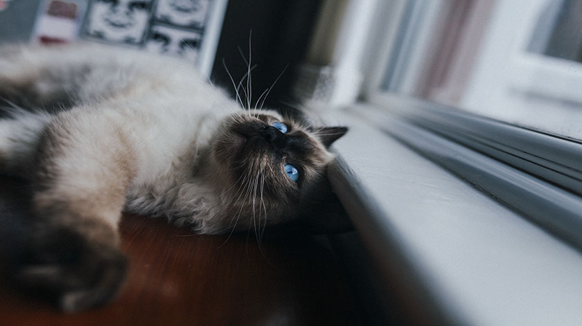 2.8-blue-eye-cat