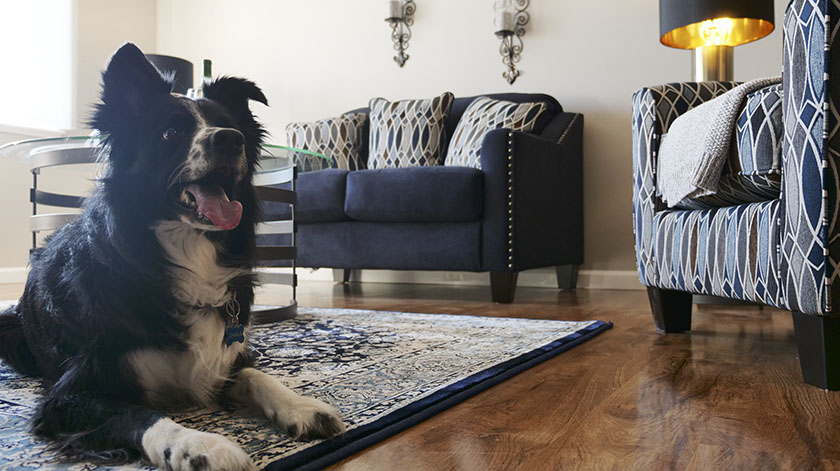 2.8-boarder-collie
