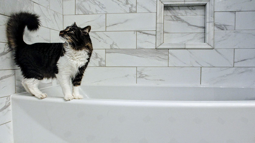 2.8-cat-bathroom