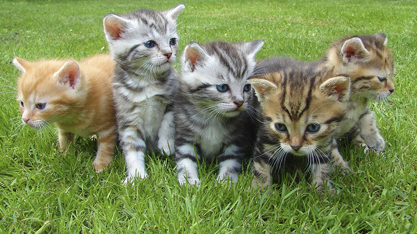 2.8-cat-breeds