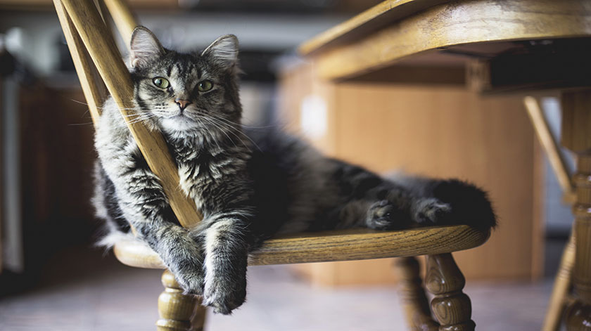 2.8-cat-chair