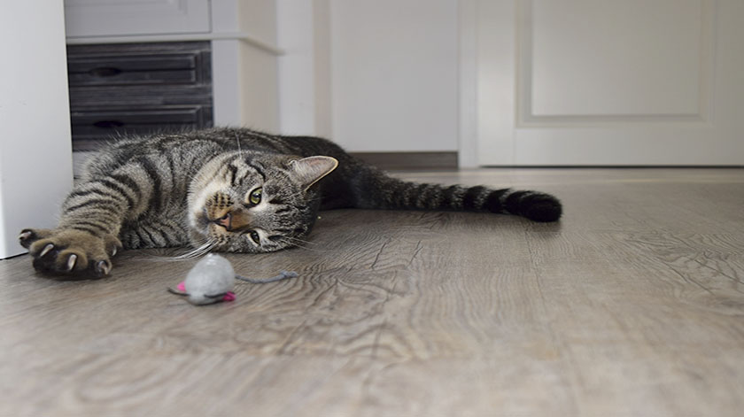 2.8-cat-claw