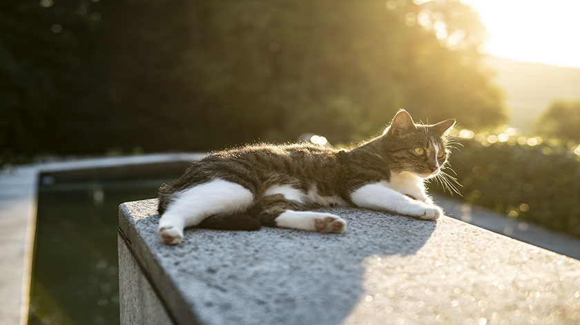 2.8-cat-outside