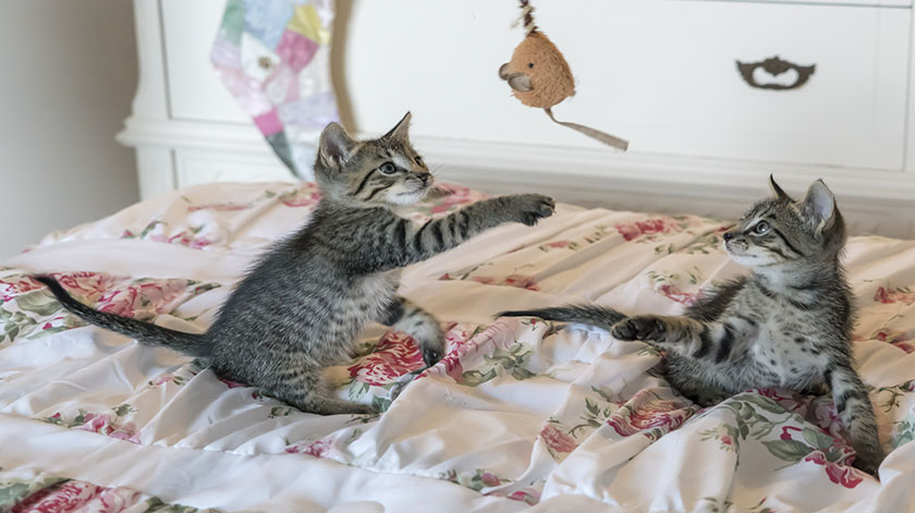 2.8-cat-play