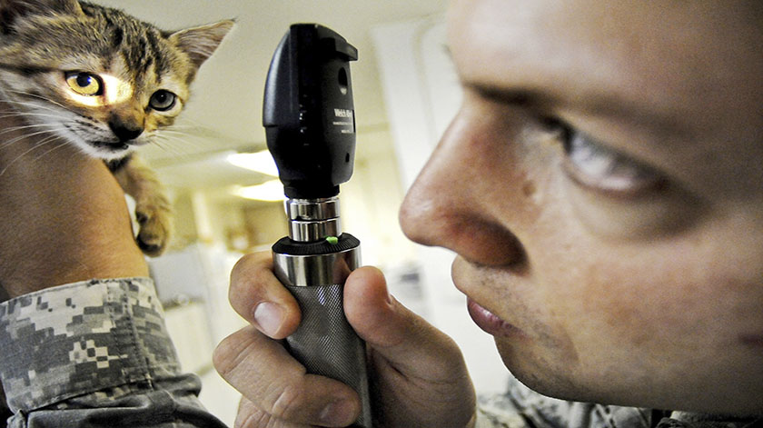 2.8-cat-vet