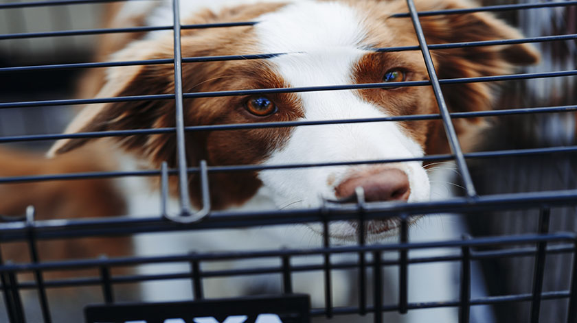 2.8-kennel
