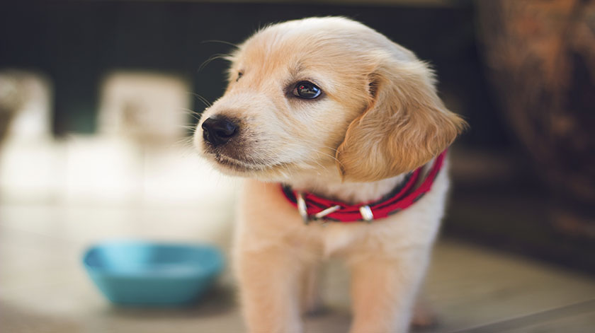 2.8-puppy