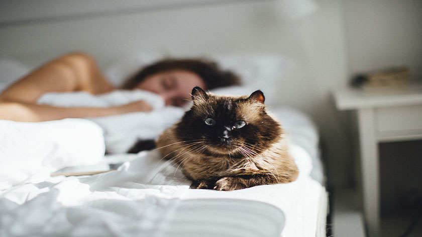 2.8-sleepy-cat