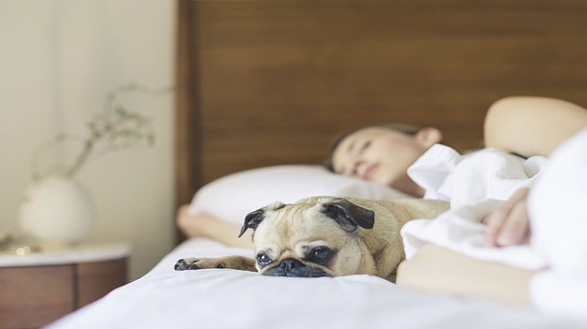 2.8-sleepy-dog