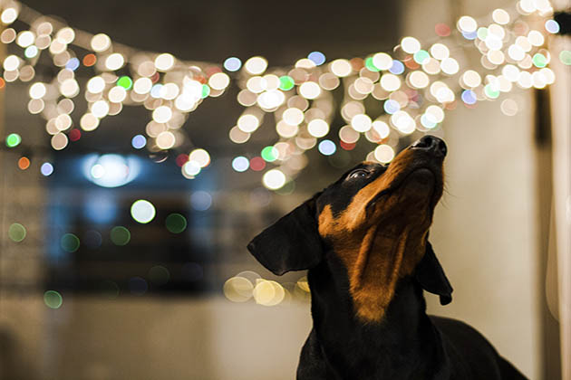 lights