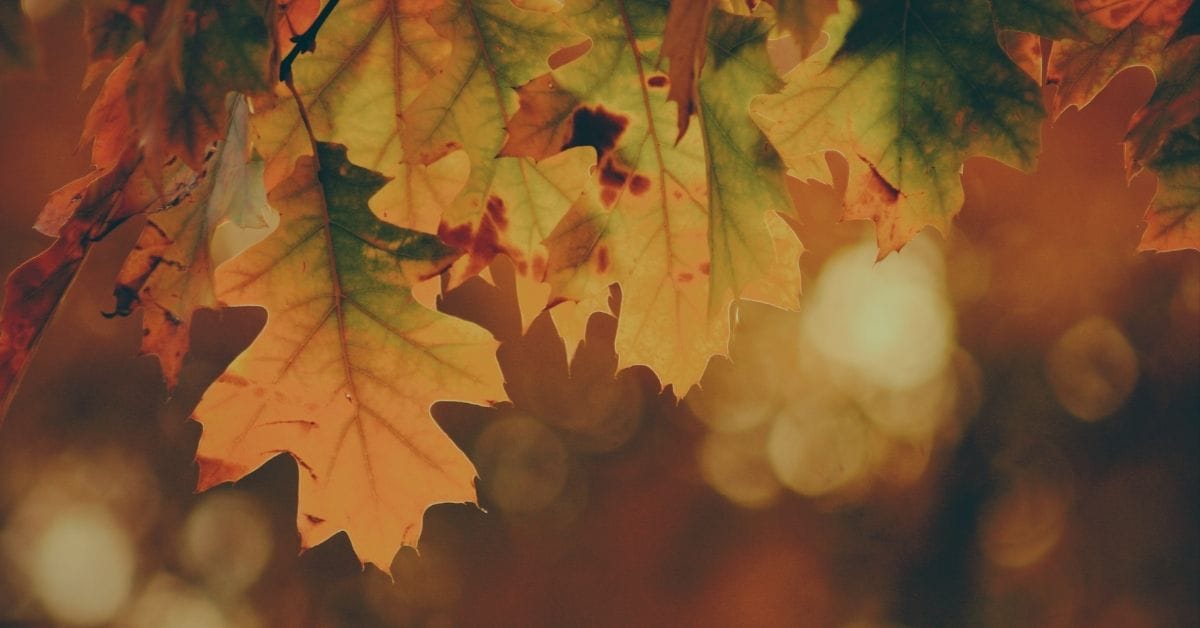 Apartment Moving in Fall