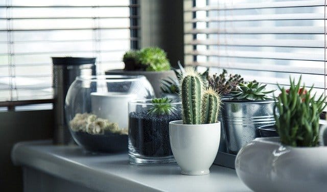 Ideas For In-Home Gardens