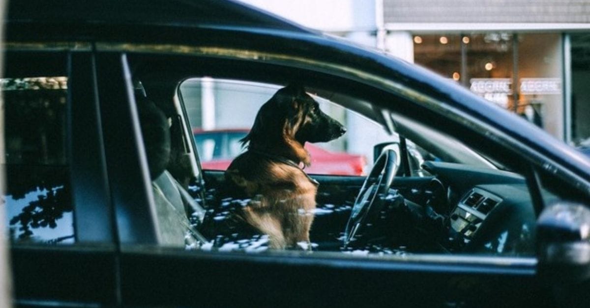 7 Tips To Help Your Dog Adjust After Moving