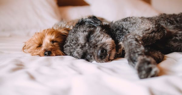 Apartment Living with a Puppy
