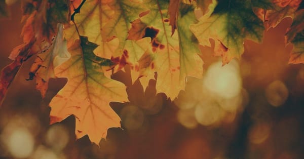 Apartment Moving in Fall