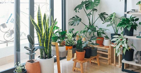 Guide to Creating an In-House Garden